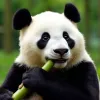 My Unforgettable Chengdu Panda Base Adventure: A Must-See for Every Asian Traveler!